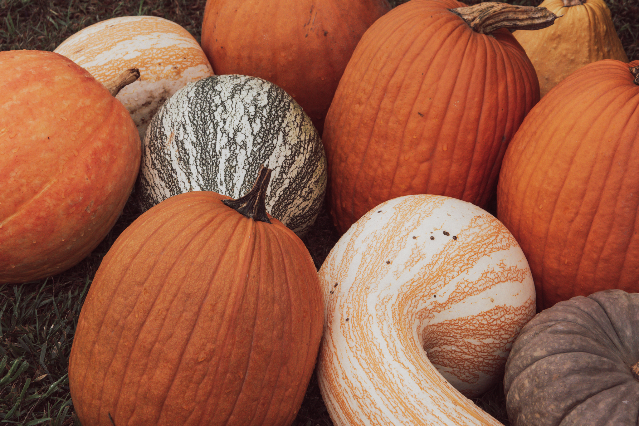 Harvest Extravaganza Event