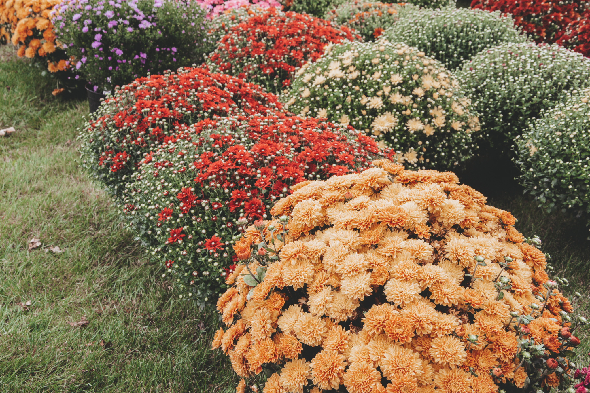 Harvest Extravaganza Event